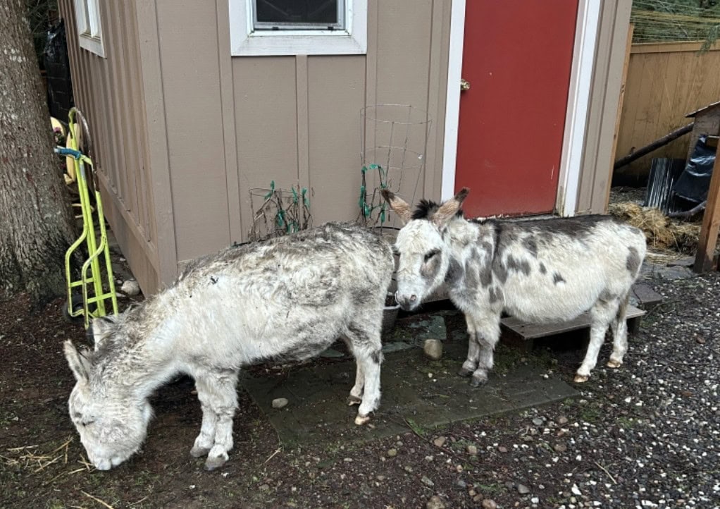 Donkeys, Bellevue Beat Blog